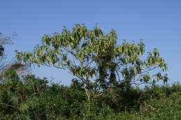 Image of earleaf nightshade