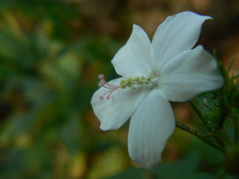 Imagem de Hibiscus hirtus L.