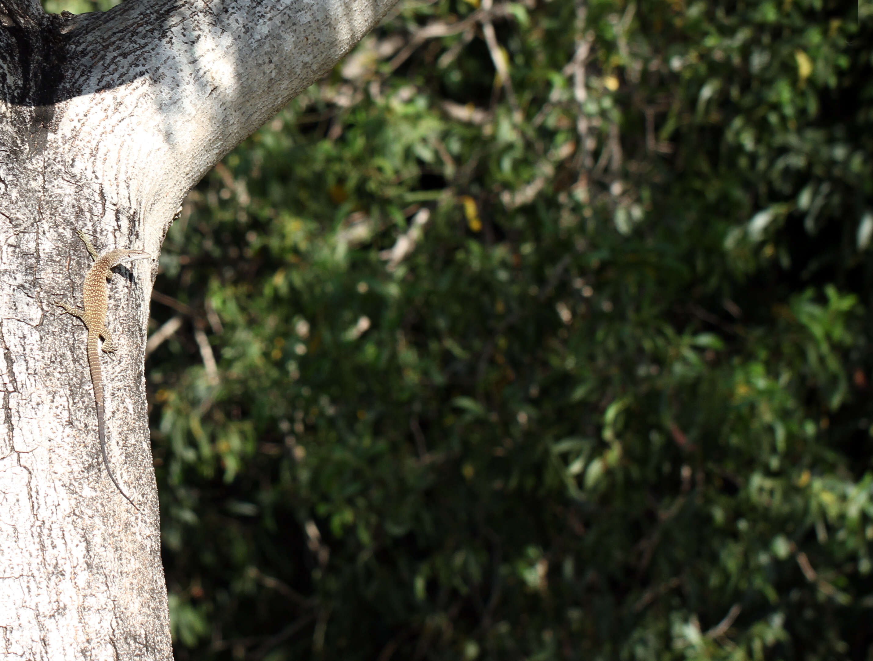 Image of Australian spotted tree monitor