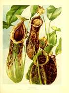 Image of tropical pitcher plants