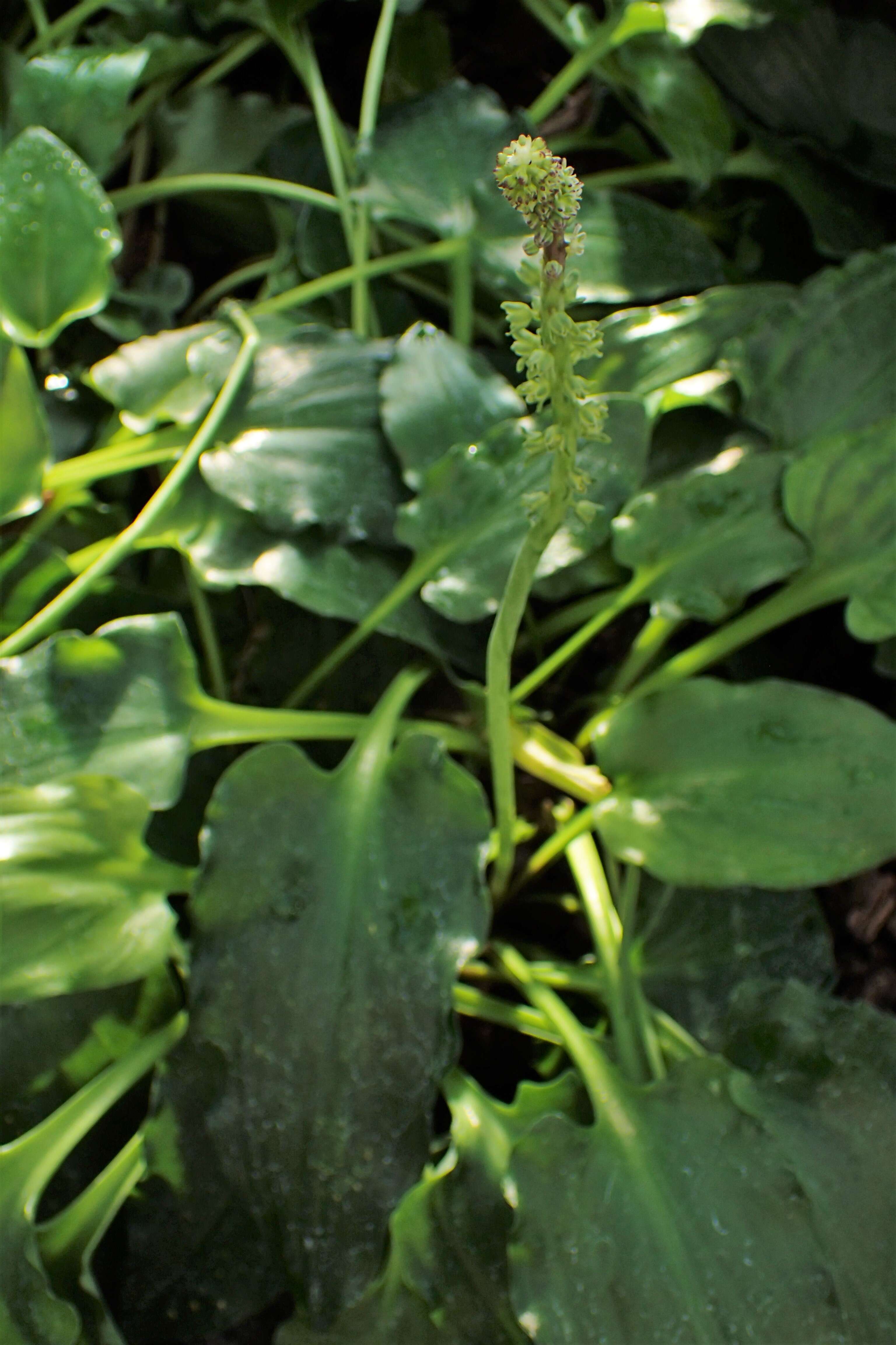 Image of Drimiopsis maculata Lindl. & Paxton