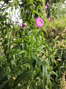 Image of Great Willowherb