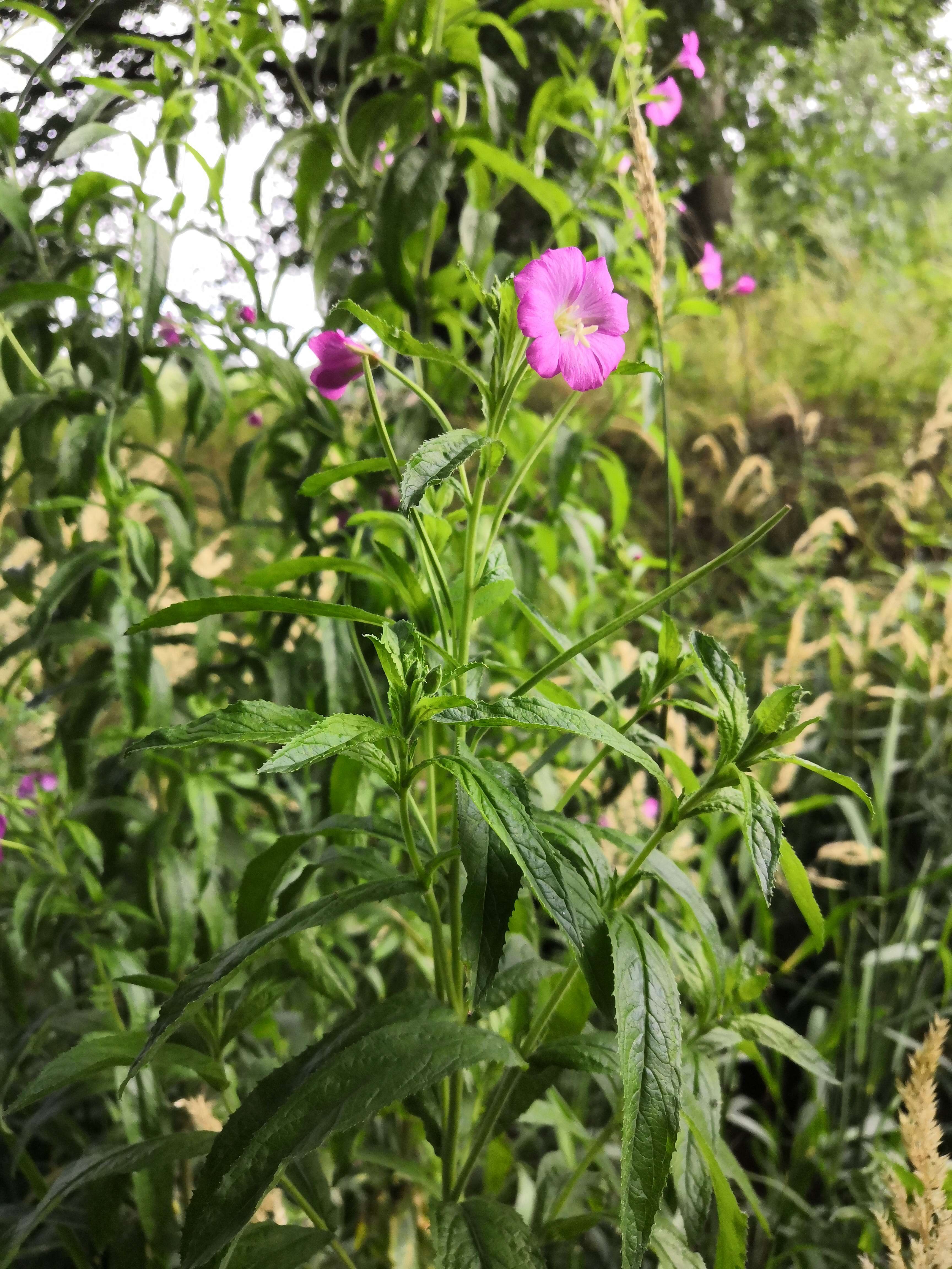 Image of Great Willowherb