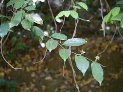 Image of Siamese Yellowleaf