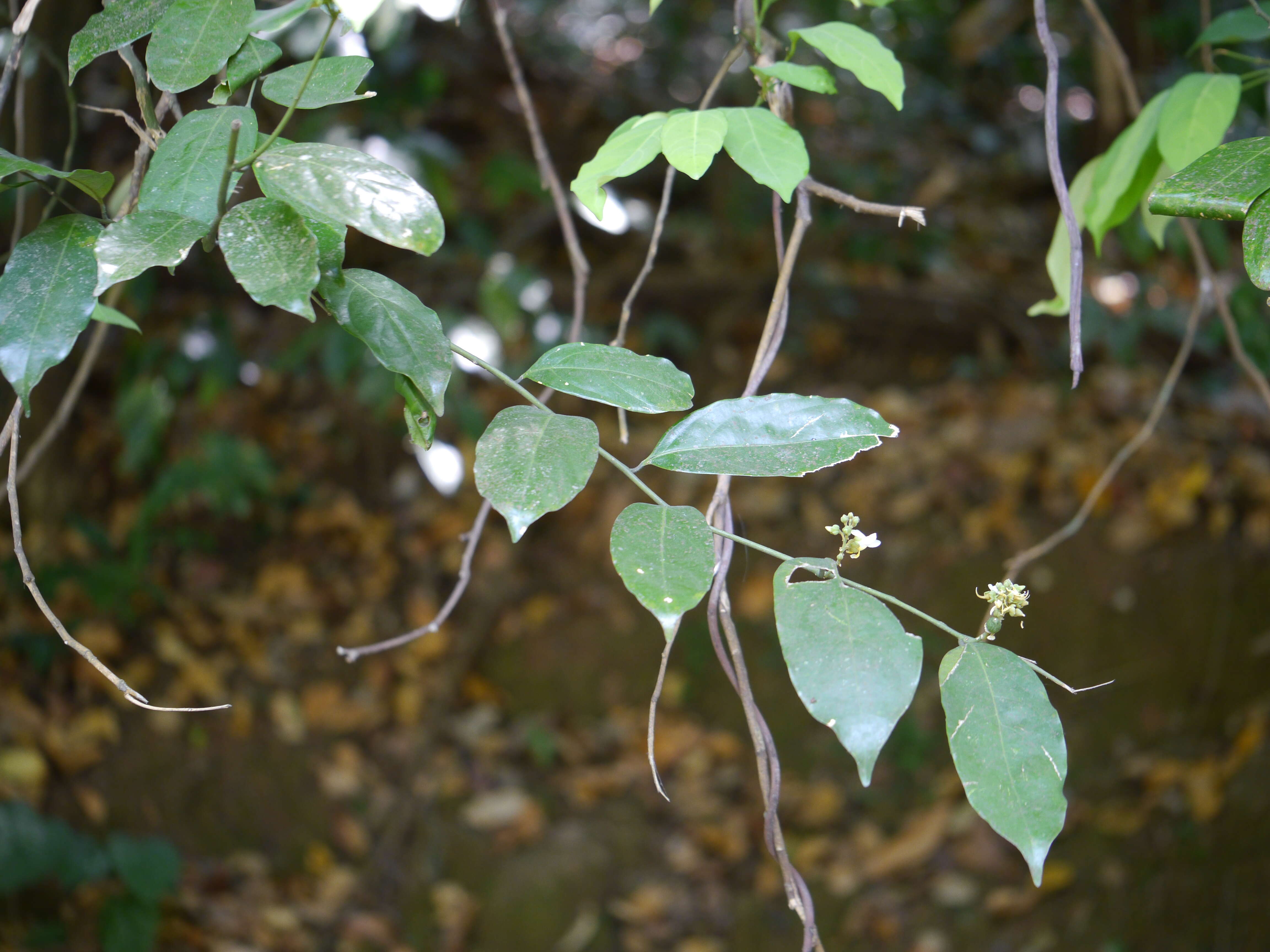 Imagem de Xanthophyllum flavescens Roxb.