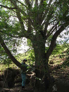 Sivun Fraxinus uhdei (Wenz.) Lingelsh. kuva