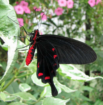 Image of Pachliopta kotzebuea (Eschscholtz 1821)