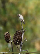 Image of Dark-sided Flycatcher