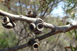 Image of Eucalyptus conglobata (Benth.) Maiden