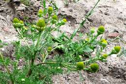 Image of disc mayweed