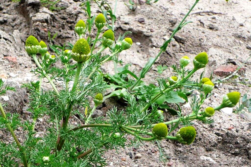 Image of disc mayweed