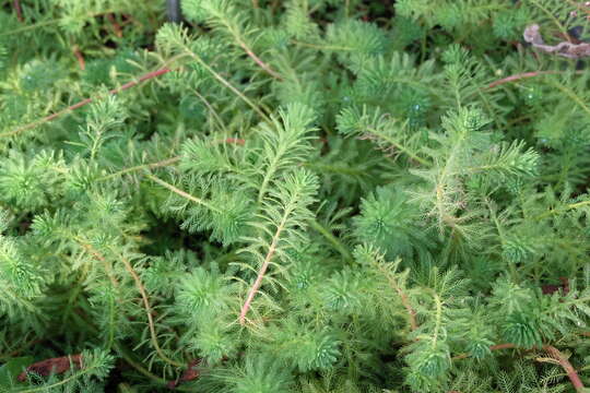 Image of parrot feather watermilfoil