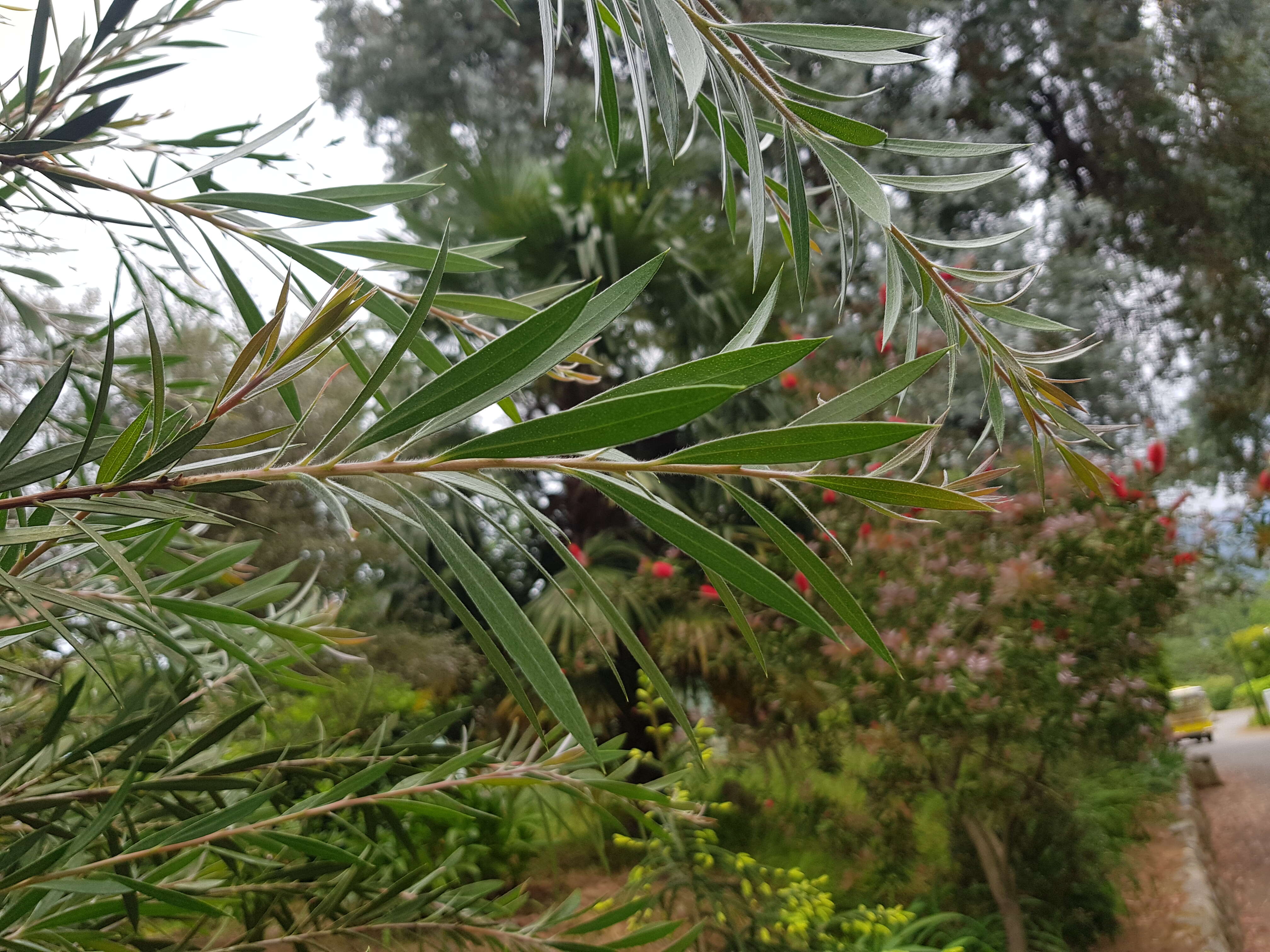 صورة Callistemon teretifolius F. Müll.