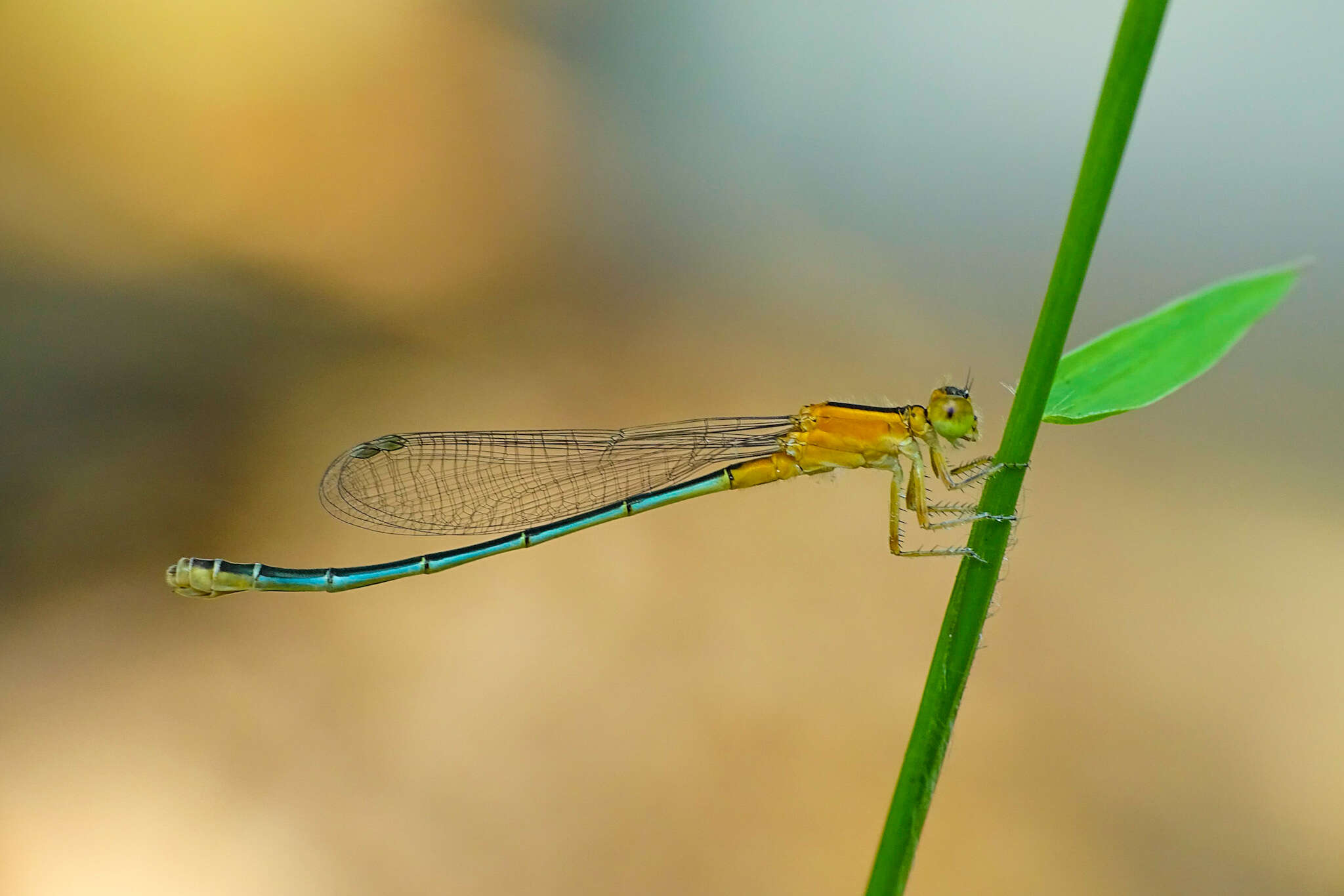 Image of Senegal bluetail