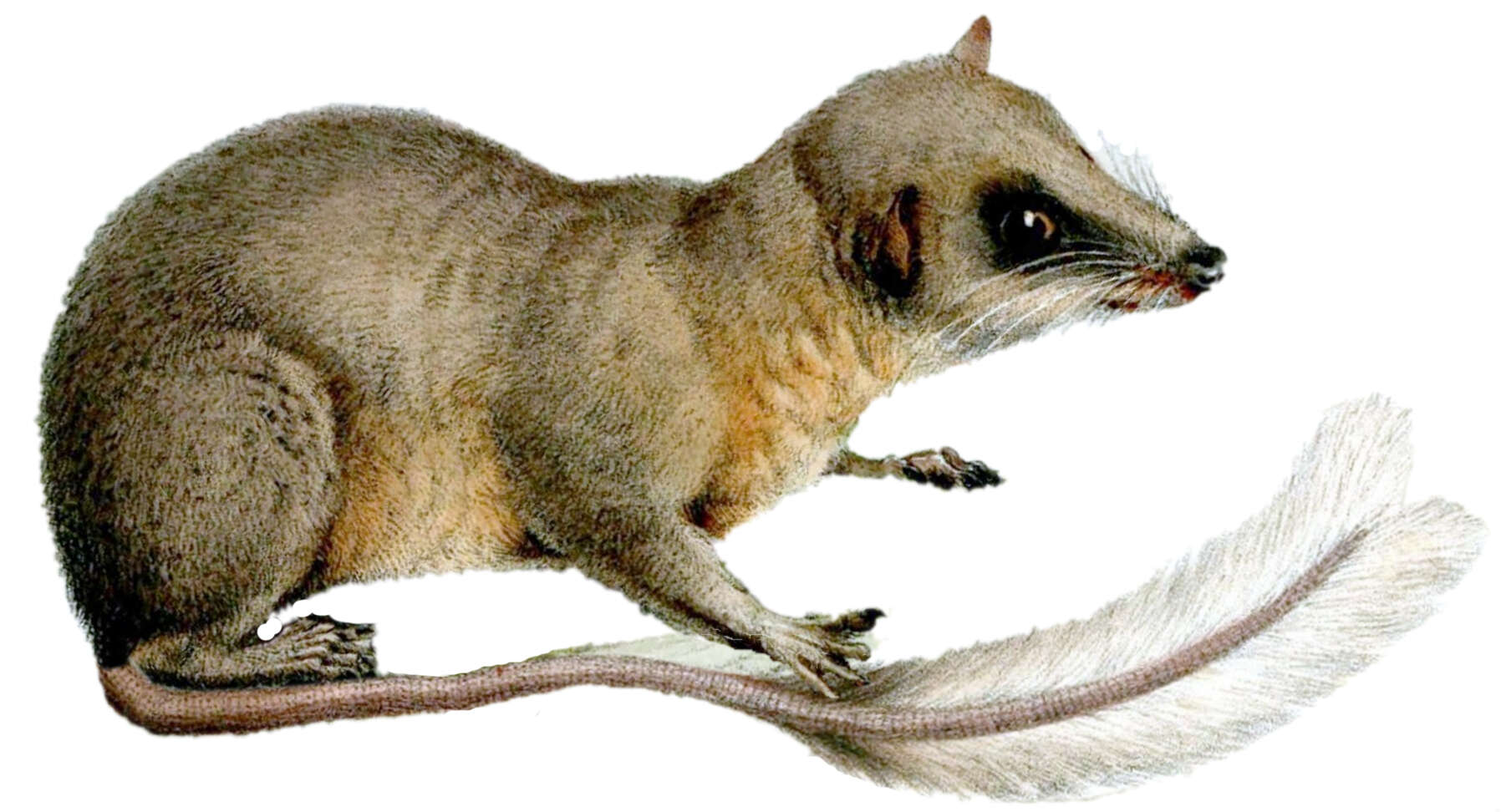 Image of pen-tailed treeshrews