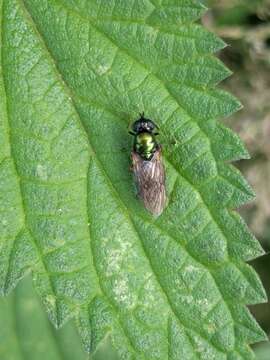 Image of Soldier fly