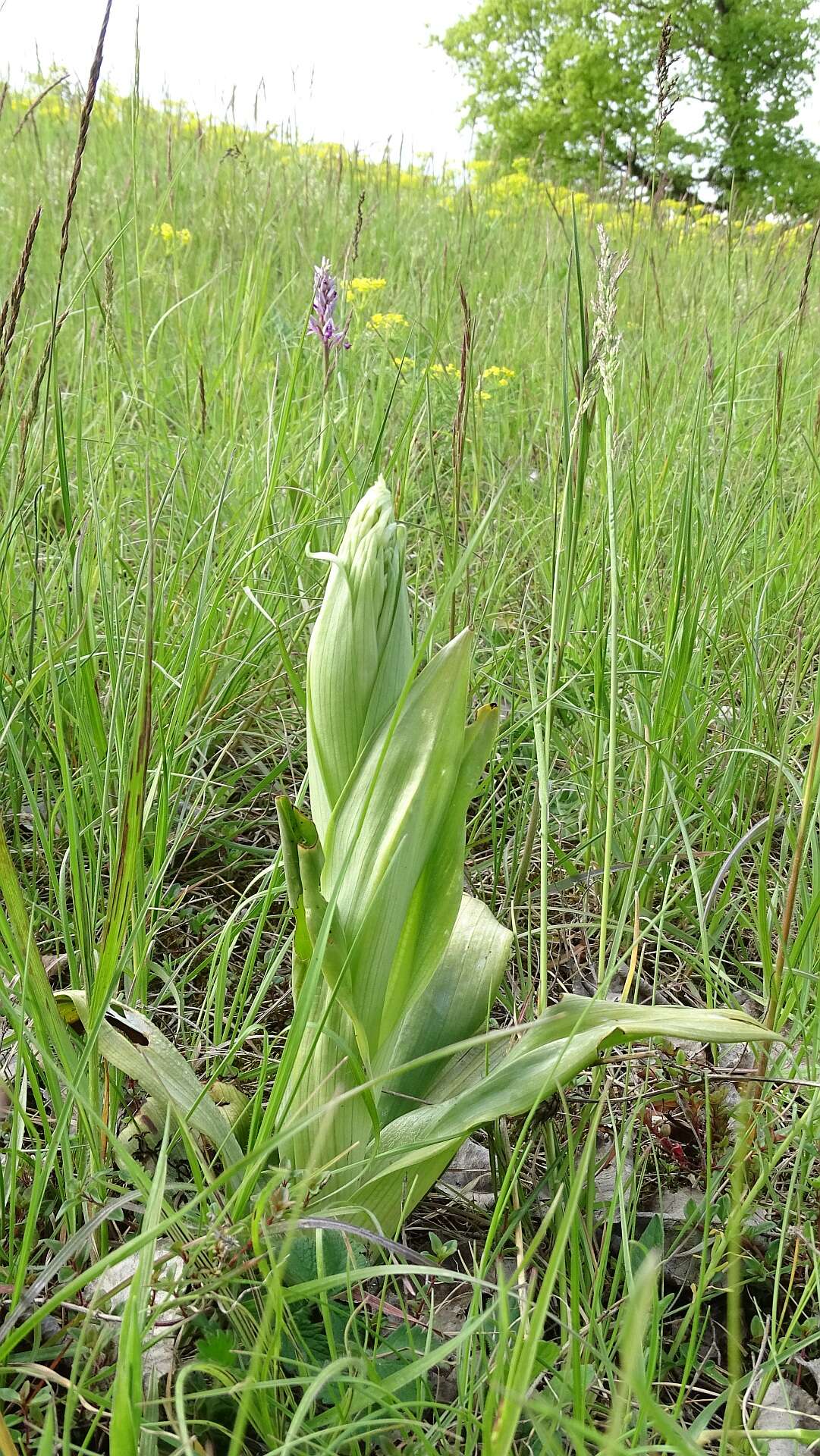 Himantoglossum hircinum (L.) Spreng. resmi