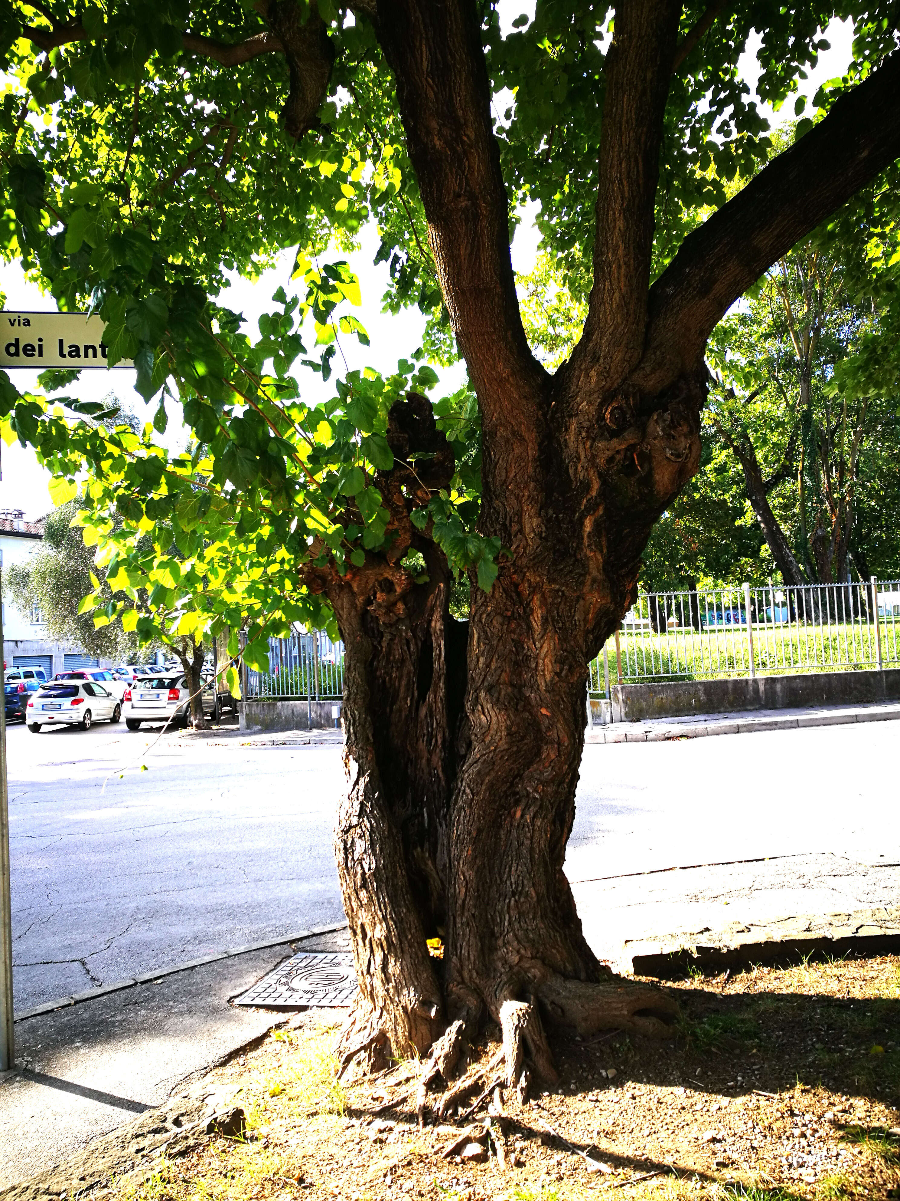 Image of white mulberry