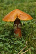 Image of Suillus grevillei (Klotzsch) Singer 1945