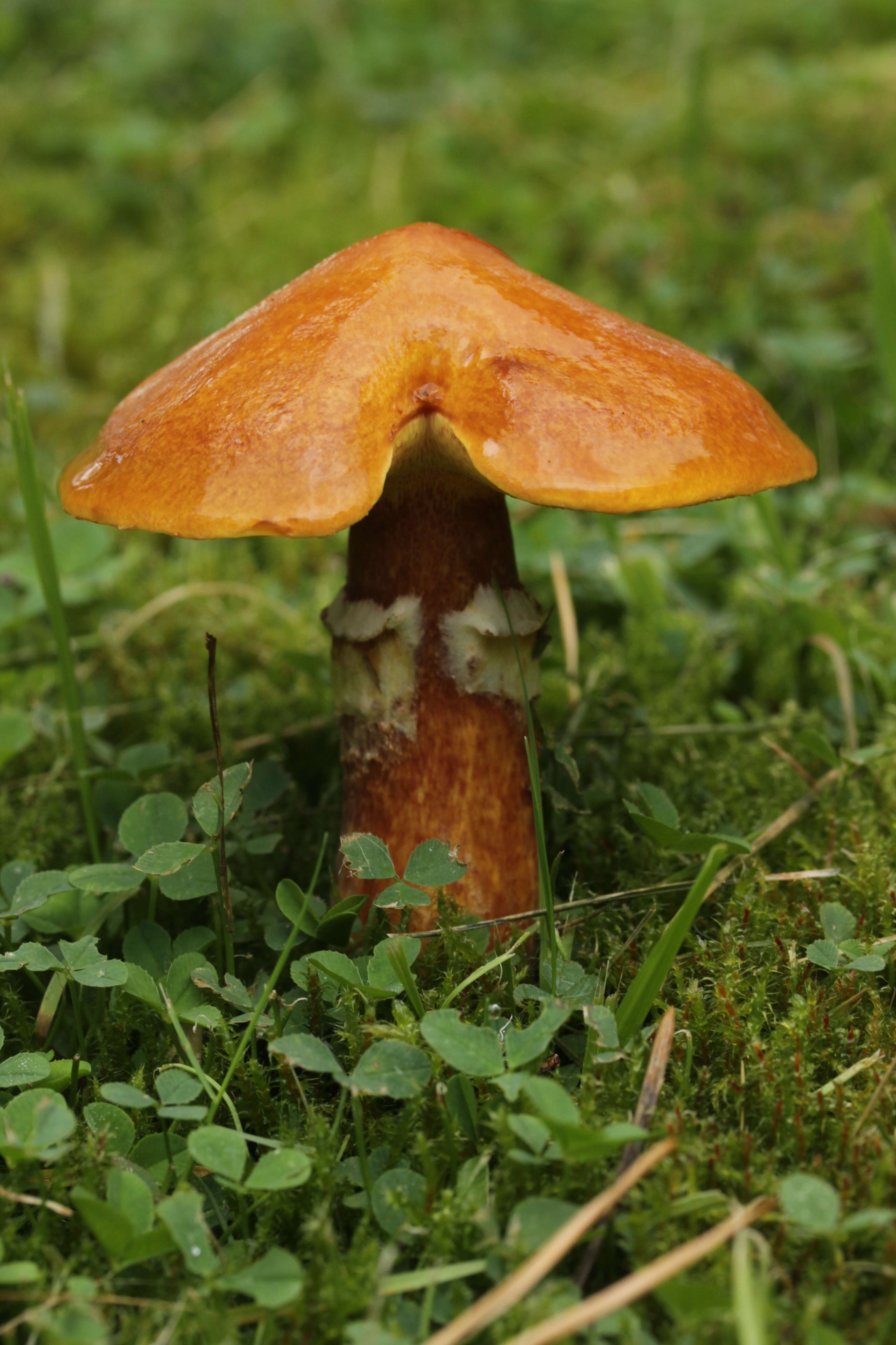 Image of Suillus grevillei (Klotzsch) Singer 1945