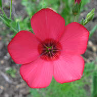 Image of flowering flax