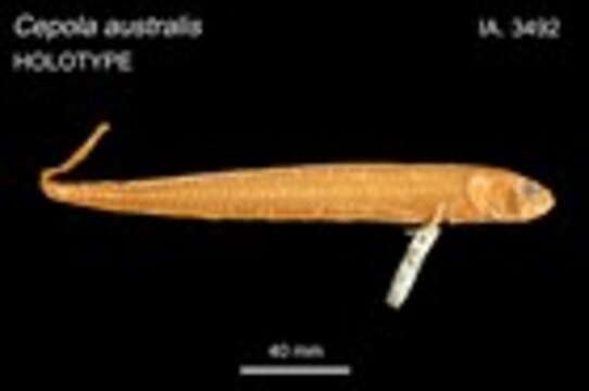 Image of Australian bandfish