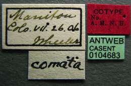 Image of Formica comata Wheeler 1909