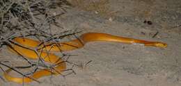 Image of Cape cobra