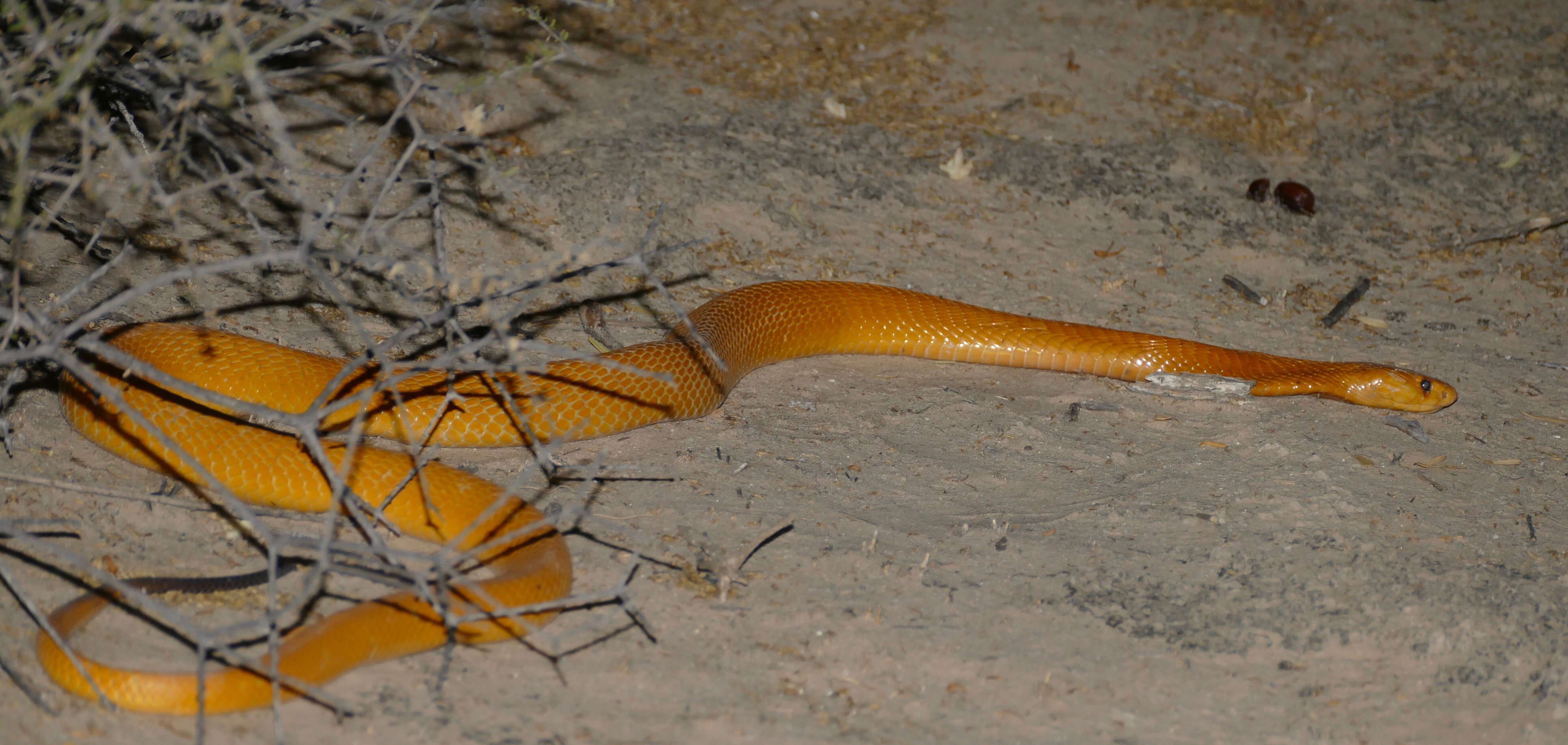 Image of Cape cobra