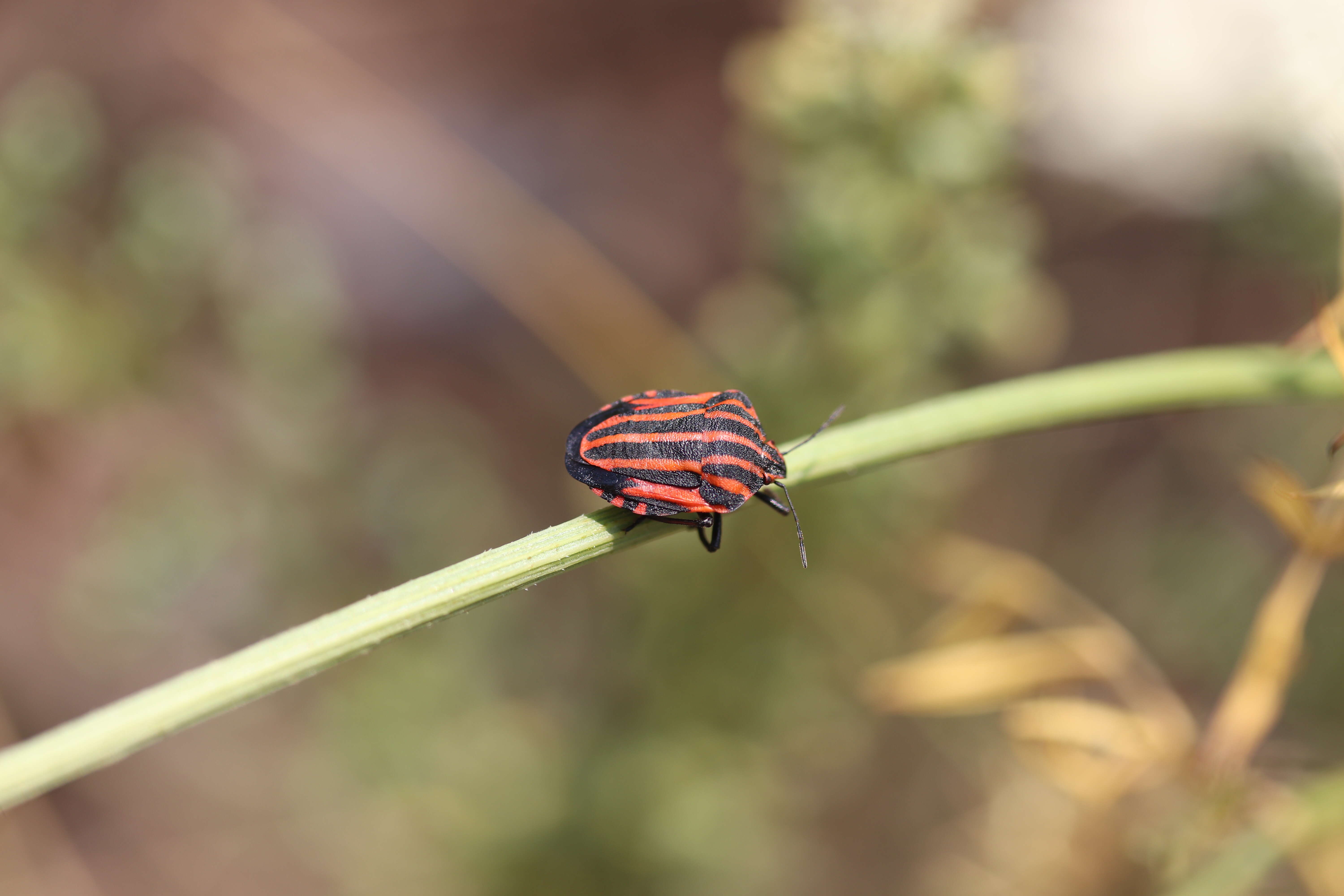 Image of <i>Graphosoma italicum</i>