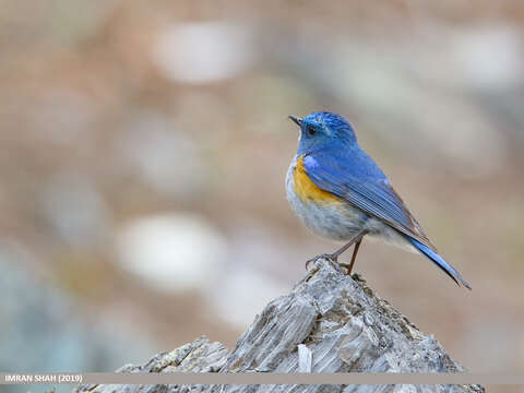 Image of Orange-flanked Bush-Robin