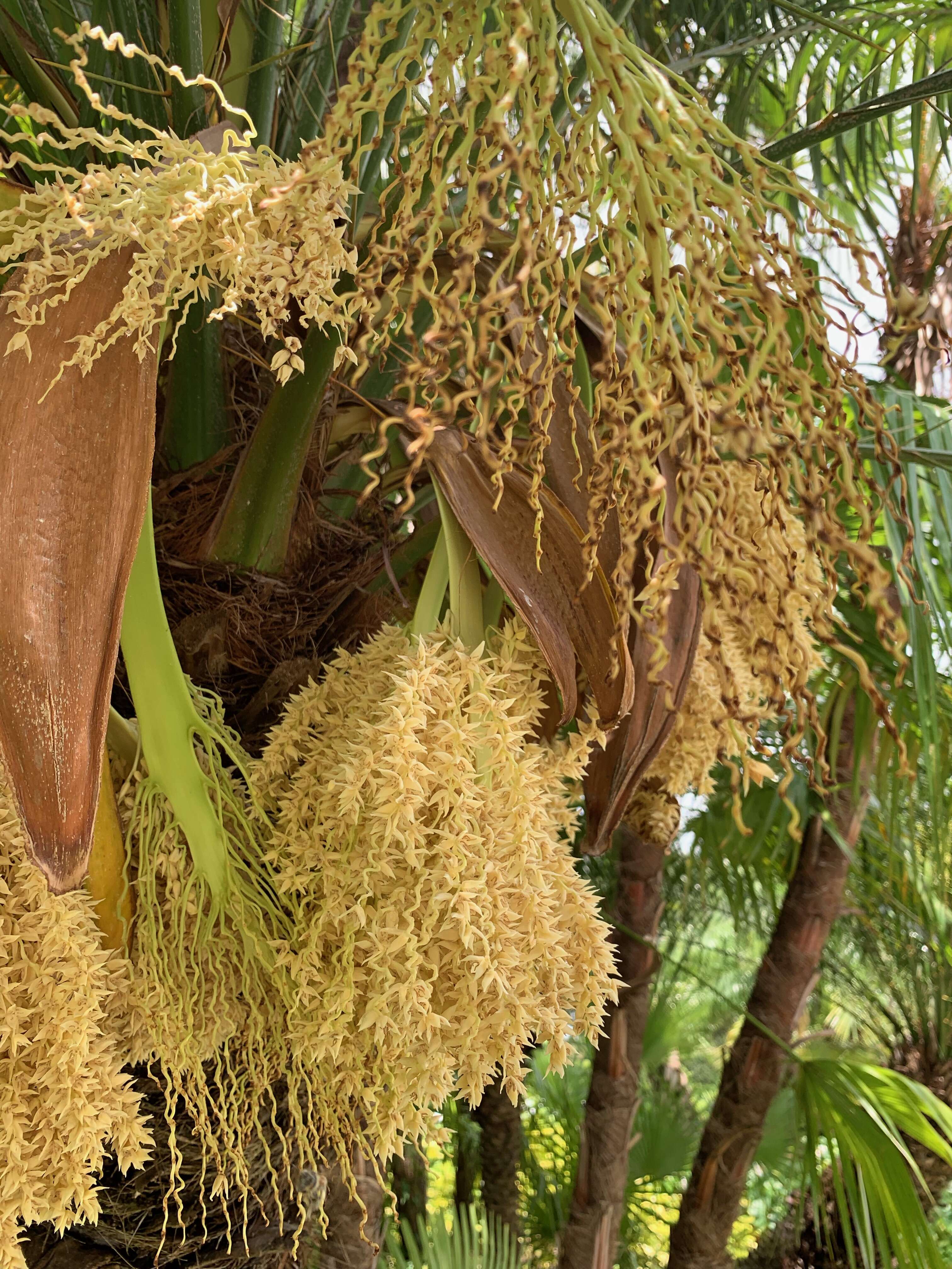 Image of pygmy date palm