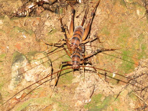 Image of Pachyrhamma edwardsii (Scudder & S. H. 1869)