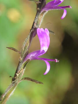 Image of polkadot-plant