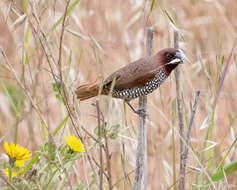 Image of Nutmeg Mannikin