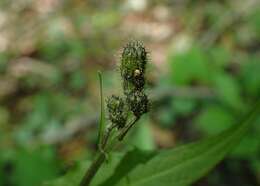 Image of marsh hawk's-beard