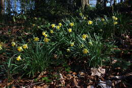 Image of daffodil