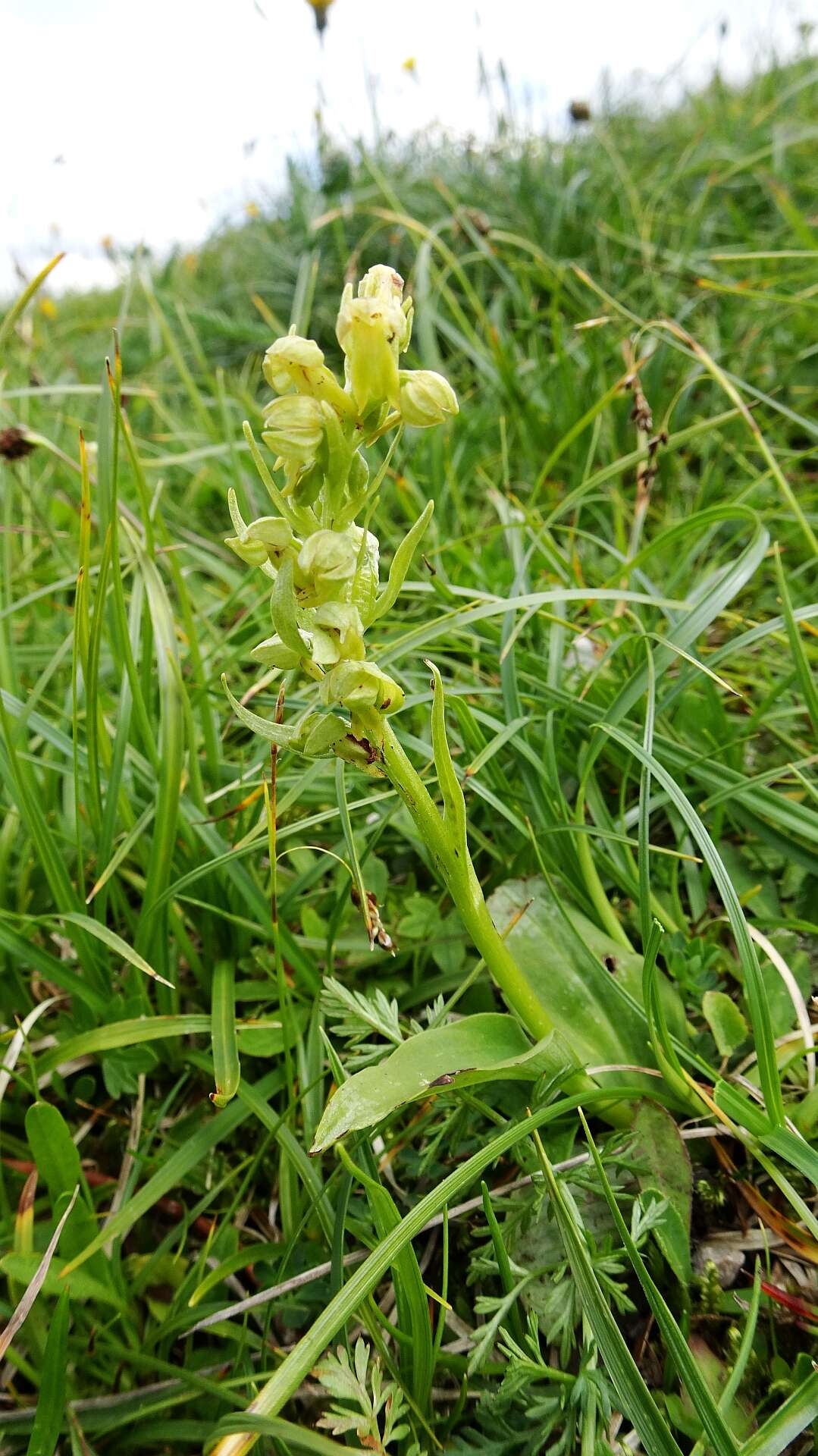 Plancia ëd Dactylorhiza viridis (L.) R. M. Bateman, Pridgeon & M. W. Chase