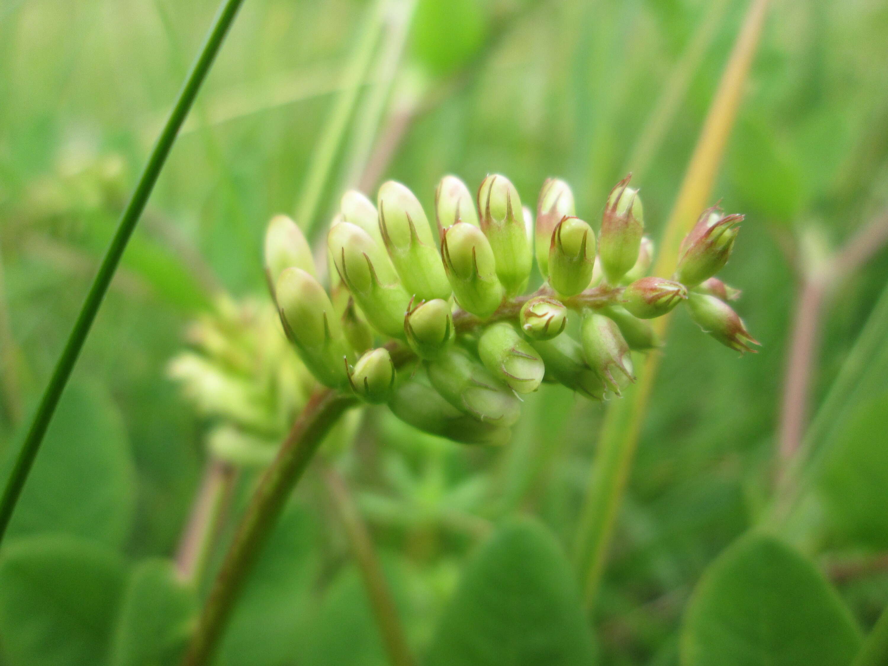 Image of licorice milkvetch