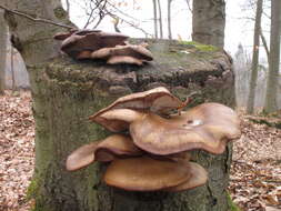 Image of Pleurotus