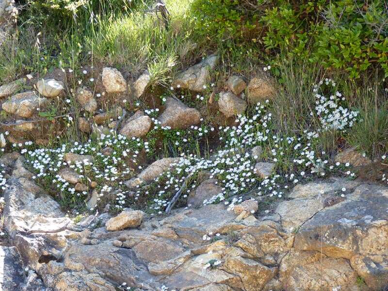 Image de Bellium fausse pâquerette