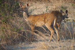 Image of Tragelaphus sylvaticus