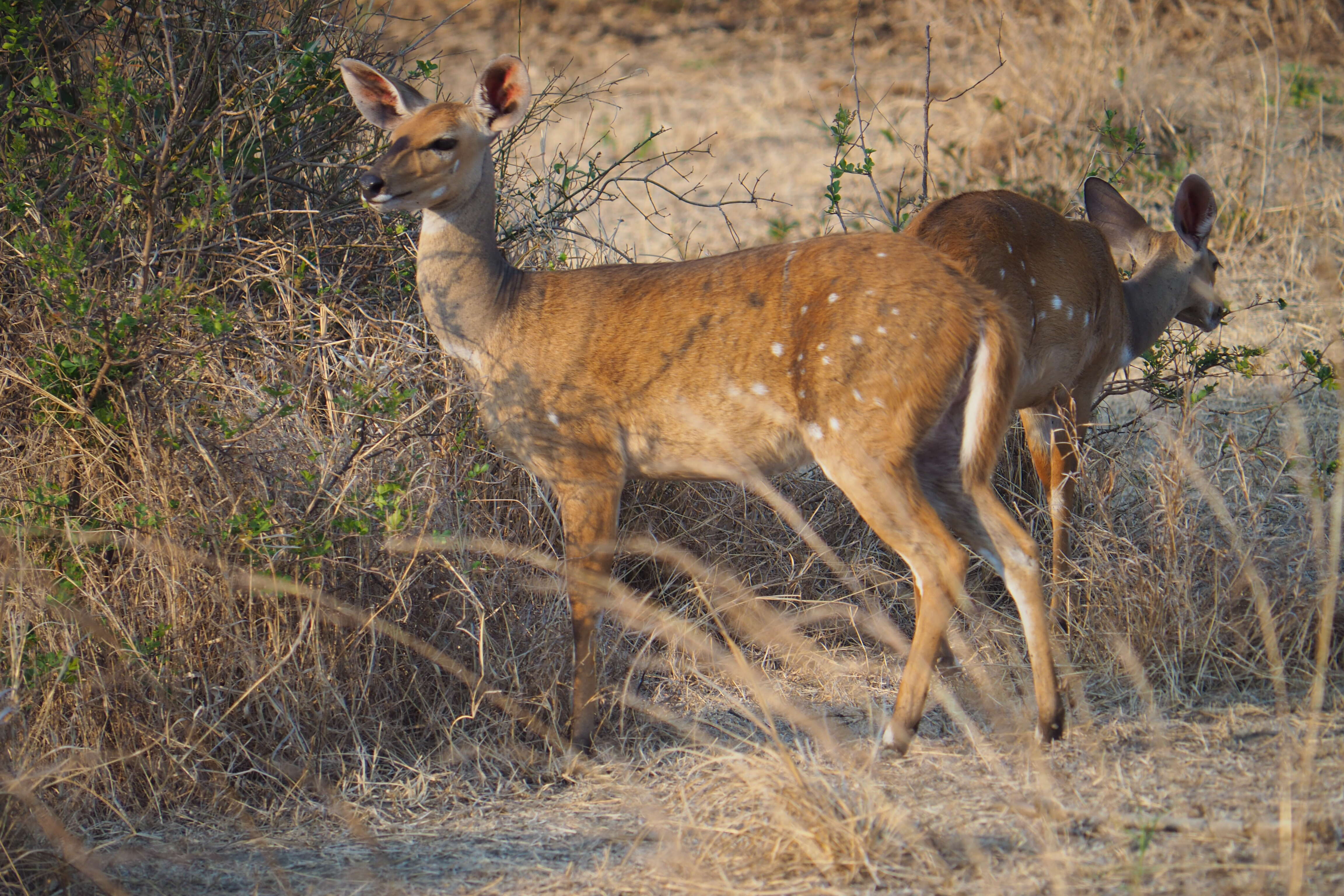 Image of Tragelaphus sylvaticus