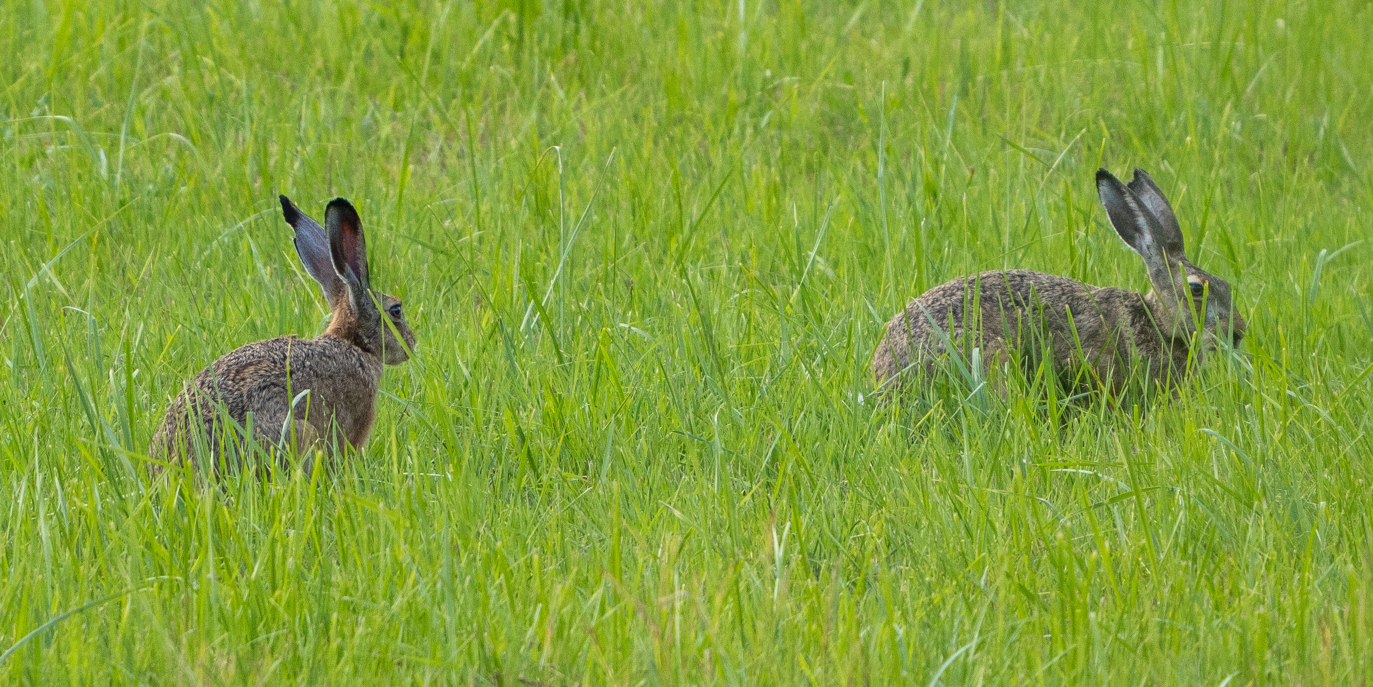 Image of brown hare, european hare