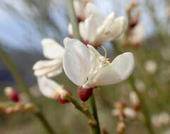 Image de Cytisus supranubius (L. fil.) Kuntze