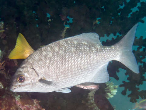 Image of Topsail chub