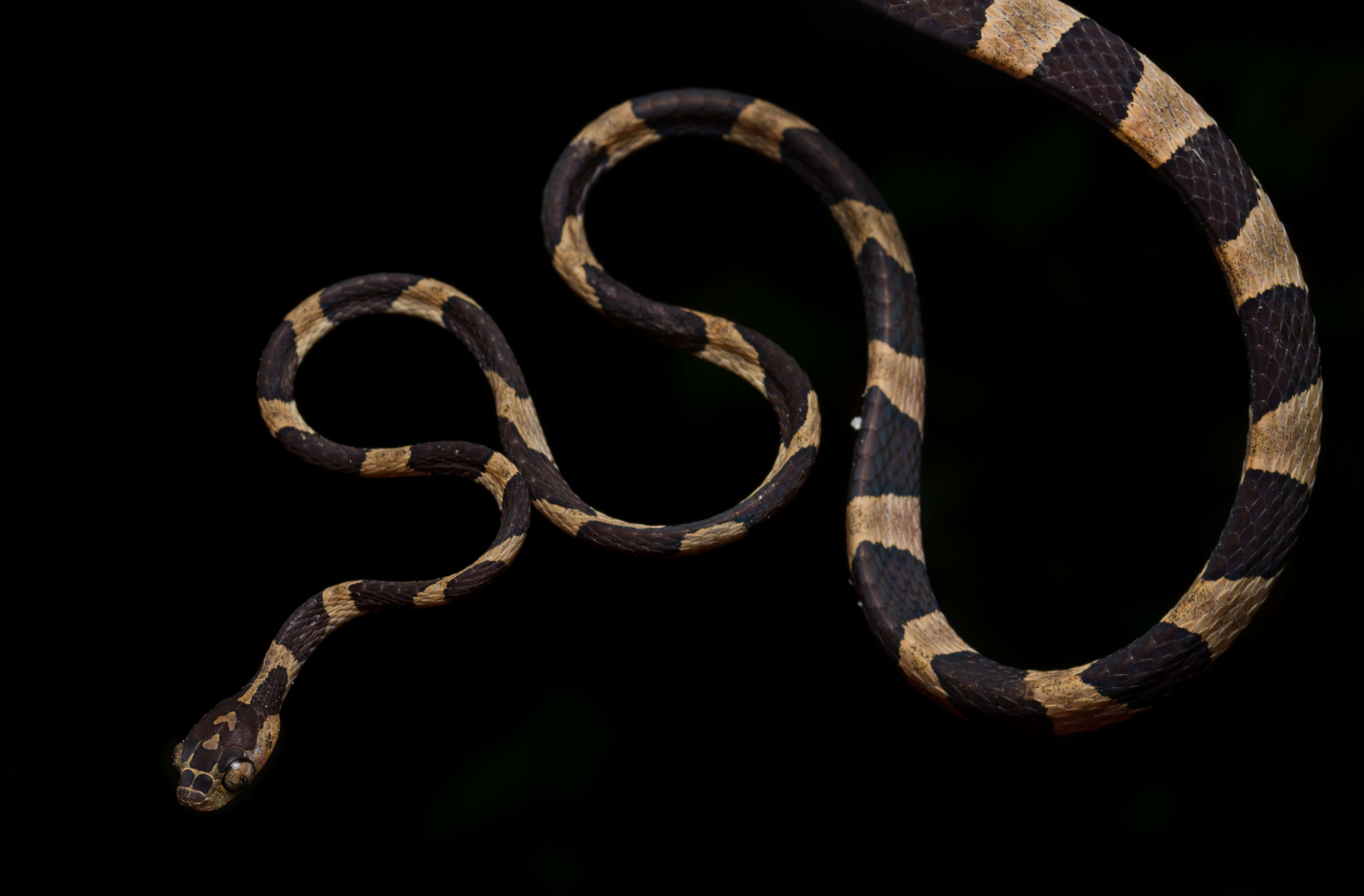 Image of Blunthead Tree Snake