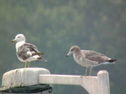 Plancia ëd Larus crassirostris Vieillot 1818