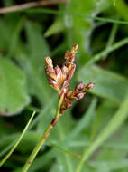 Image of Carex ornithopoda Willd.