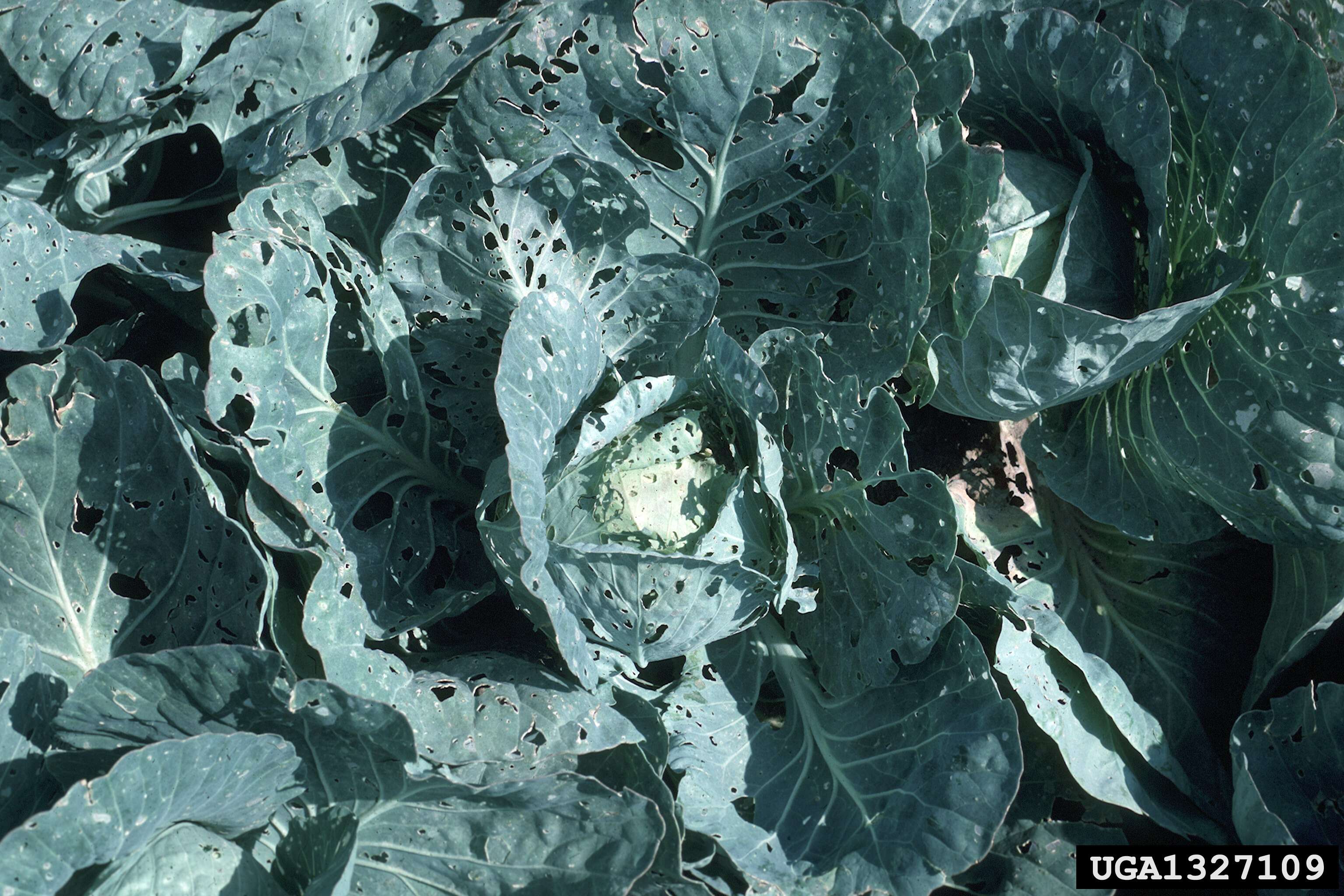 Image of white cabbage